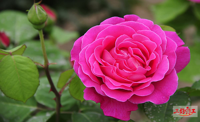 父親節(jié)應(yīng)該送給父親什么花?