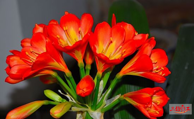 父親節(jié)應(yīng)該送給父親什么花?